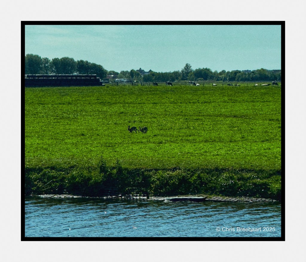 Two hares in a green field near a river, with cows grazing in the background.