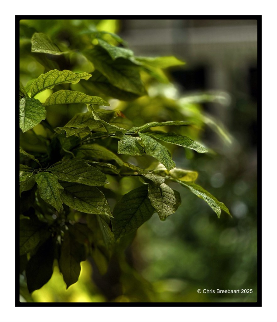 Close-up of green leaves with water droplets, showcasing their texture in a blurred natural background.