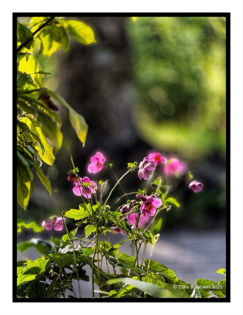 A close-up of colorful pink flowers amidst vibrant green leaves, illuminated by morning sunlight.