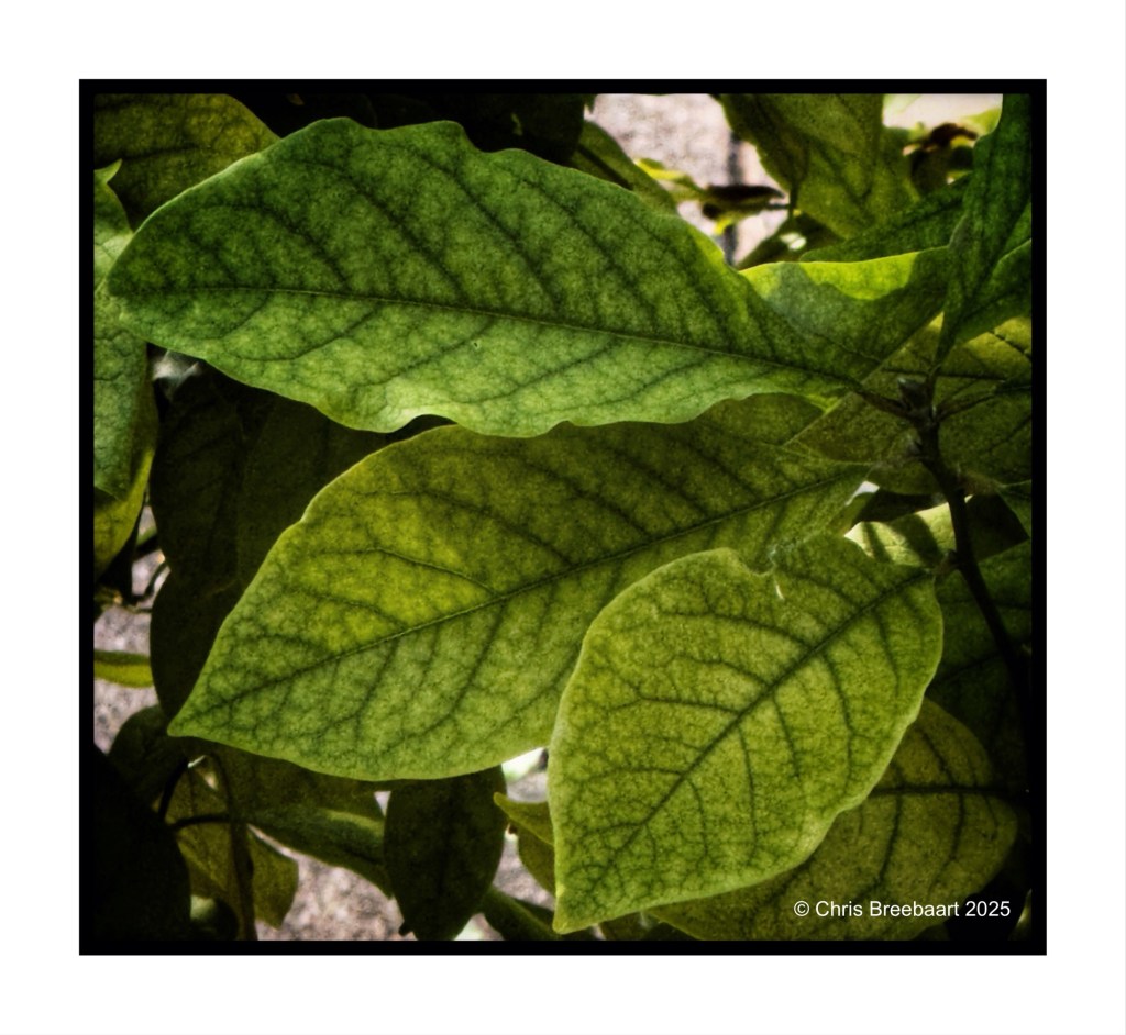 Close-up of green magnolia leaves showcasing varying shades and intricate vein patterns.
