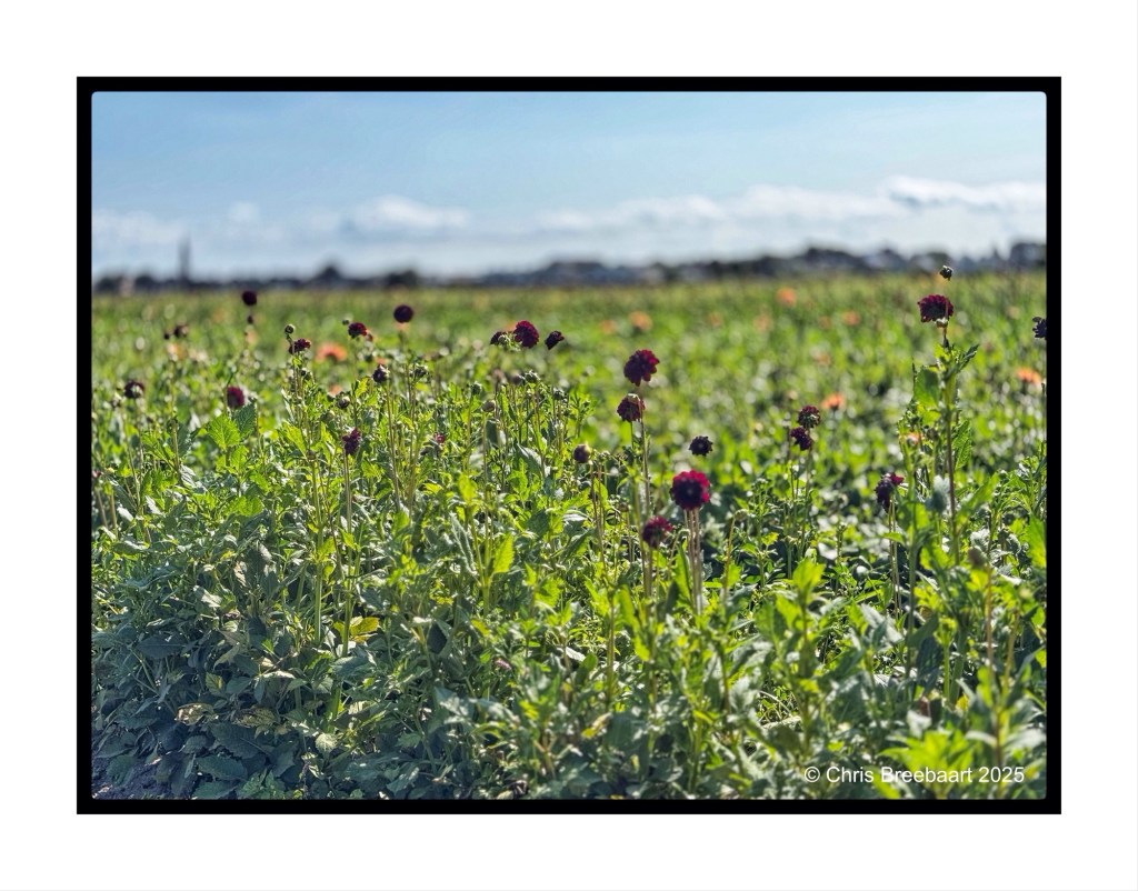 A vibrant field filled with blooming dahlias under a clear blue sky, showcasing various colors and growth stages.