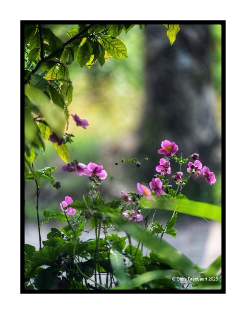 Close-up view of pink flowers surrounded by green leaves in a garden, illuminated by morning sunlight, with a blurred background creating a 'hovering' effect.