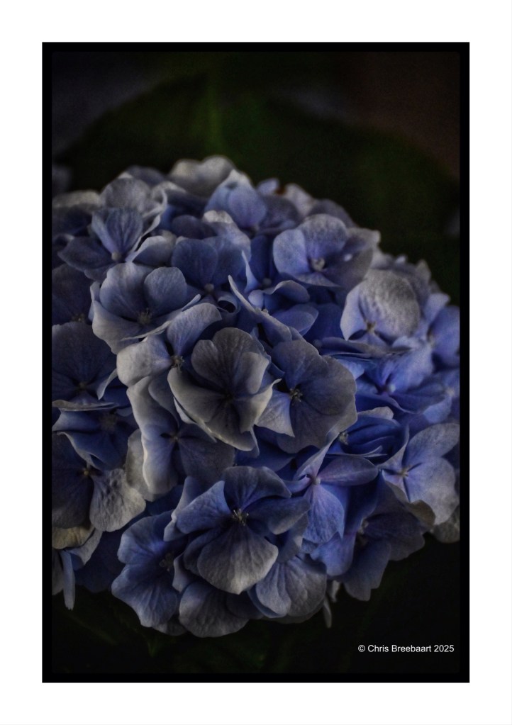 Close-up of a cluster of blue hydrangea flowers with soft, delicate petals.