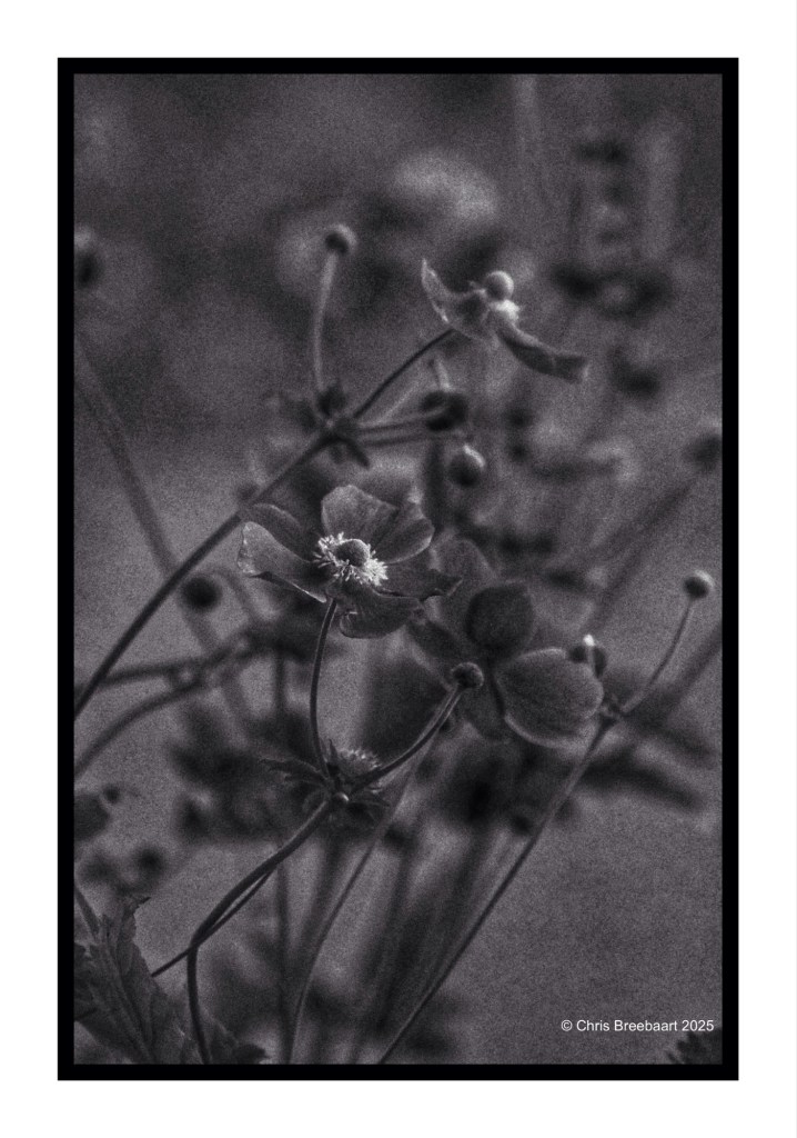 Monochrome photograph of delicate flowers with soft focus, showcasing their intricate details and textures.