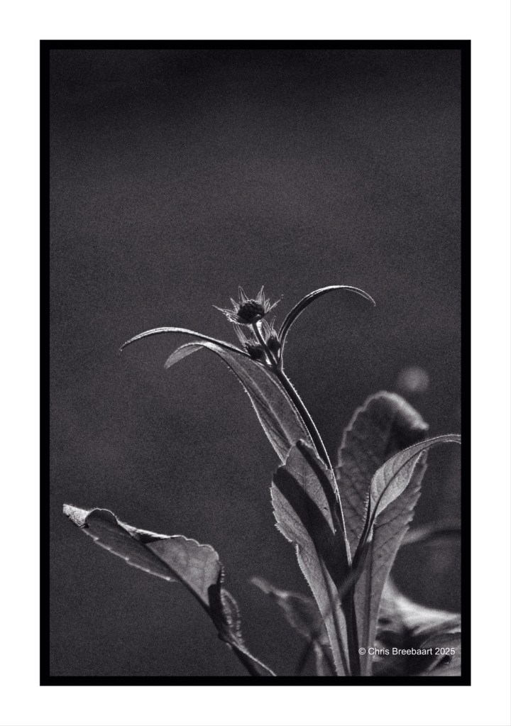 Black and white close-up of a Knautia Arvensis plant, showcasing its leaves and budding flower against a blurred background.