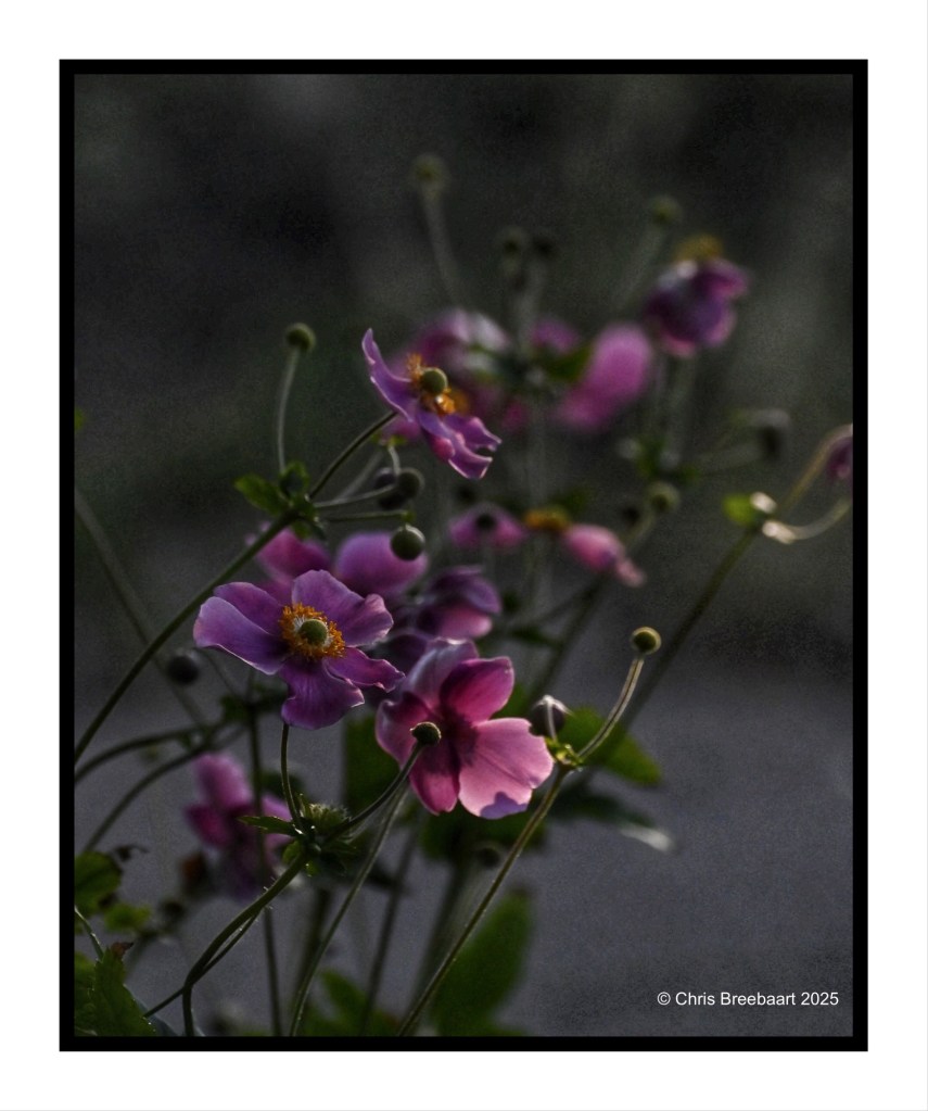 A close-up photograph of pink and purple Japanese Anemone flowers with delicate petals, set against a dark background.