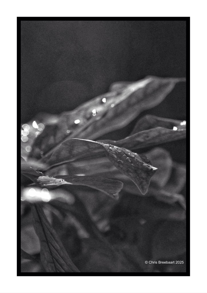 Close-up of leaves with raindrops, illuminated by morning sunlight.