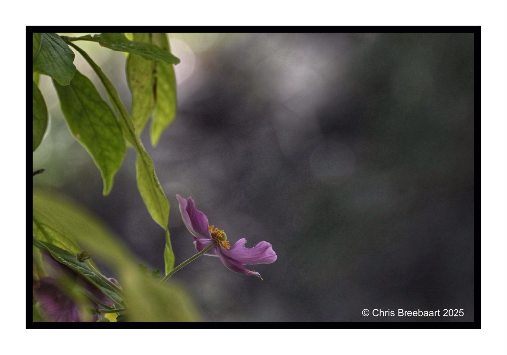 Close-up of a Japanese Anemone flower with light green leaves in the background.