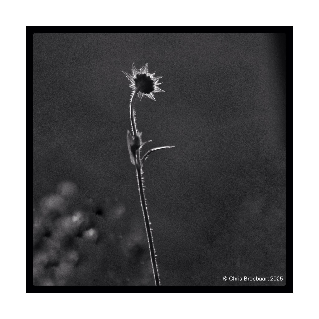 A close-up, black-and-white image of a Knautia Arvensis flower, also known as Field Scabiosa, standing tall in a garden. The flower has a star-like appearance with a slender stem.