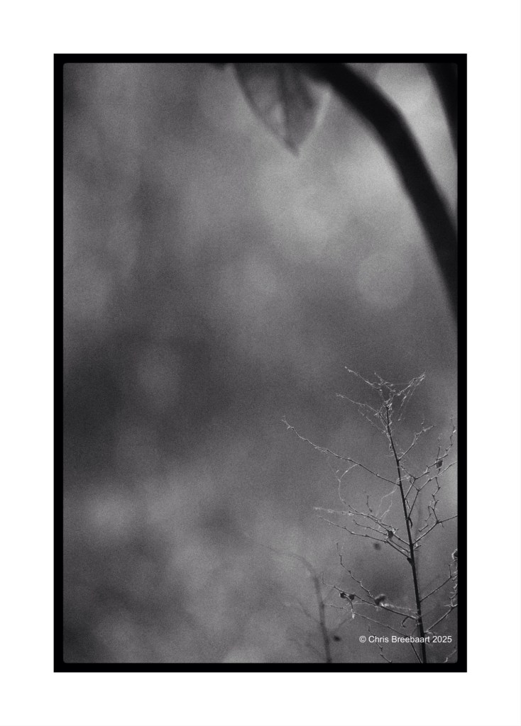 Black and white photograph of a thin branch with sparse twigs, set against a softly blurred background.