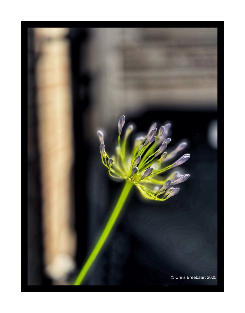 Close-up of a green flower stem with budding purple petals, against a blurred dark background.