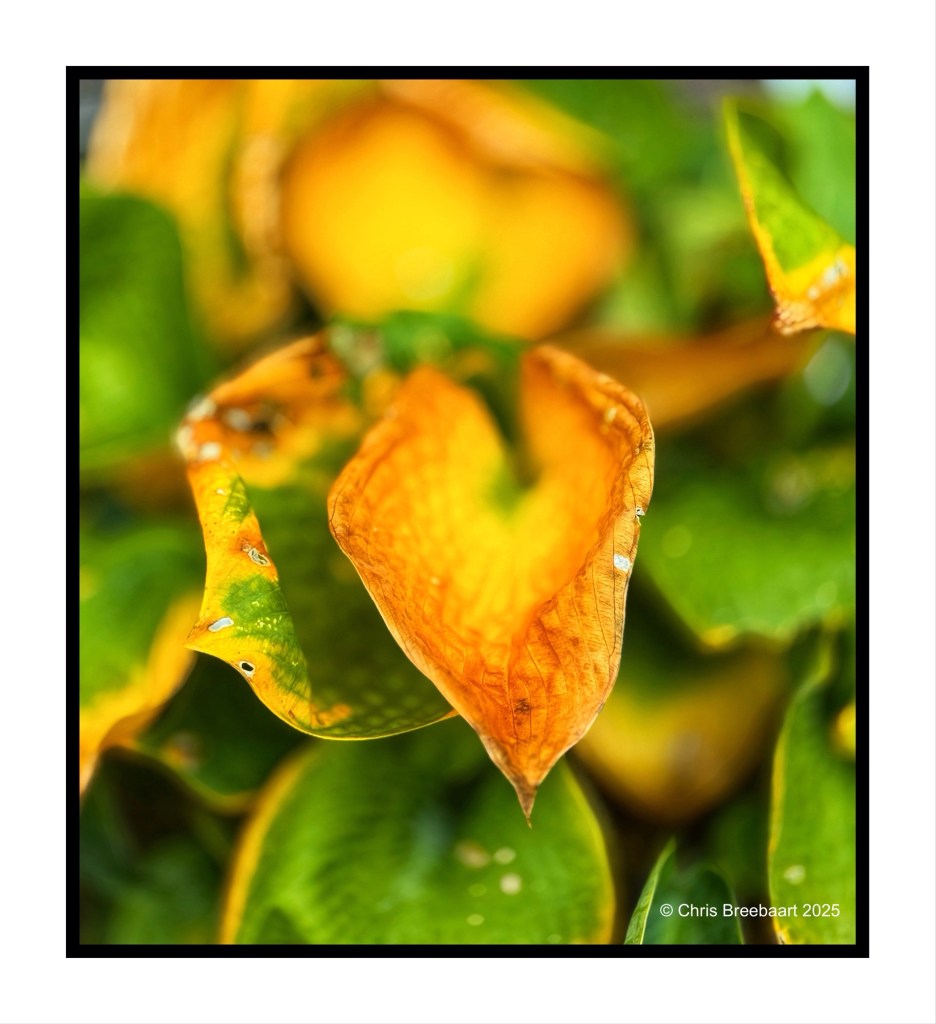 Close-up of a vibrant yellow leaf among green foliage, showcasing autumn colors and textures.