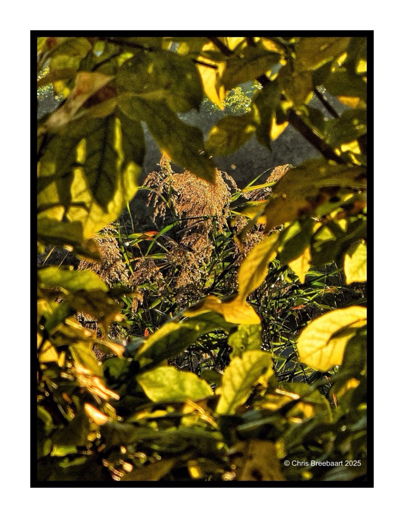 Close-up view of vibrant green and yellow leaves framing tall grass and plants in the background, hinting at the autumn season.