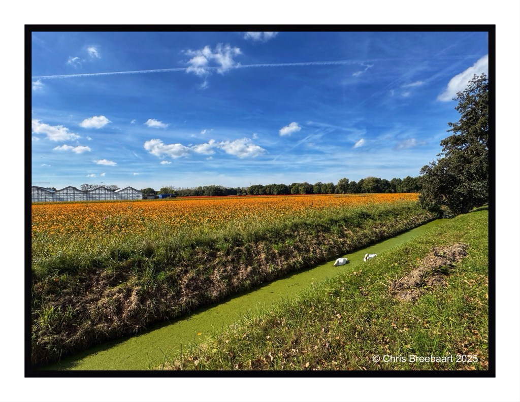A vibrant landscape featuring a field of orange flowers, a green canal with two white birds, and a bright blue sky with scattered clouds.