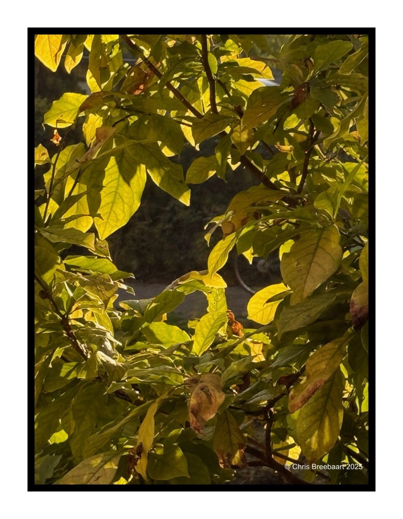 Close-up view of green and yellow leaves illuminated by sunlight, framed by darker foliage.