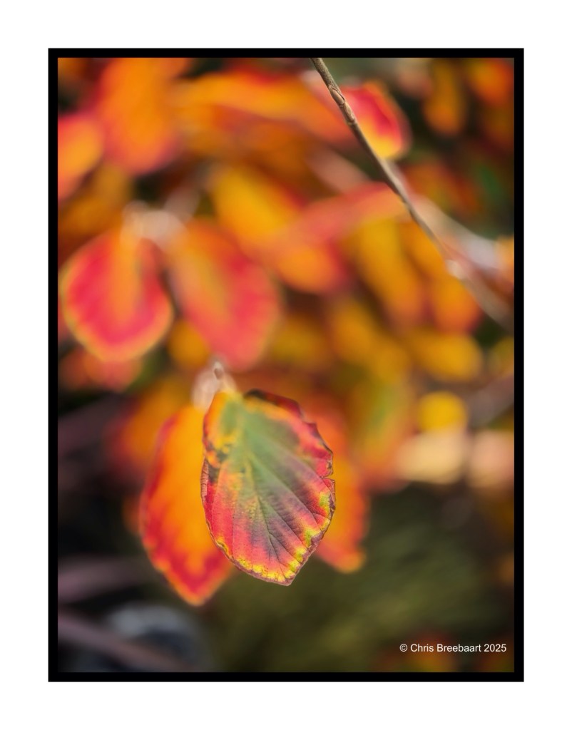 Close-up of colorful autumn leaves with vibrant red, orange, and green hues, set against a blurred background.