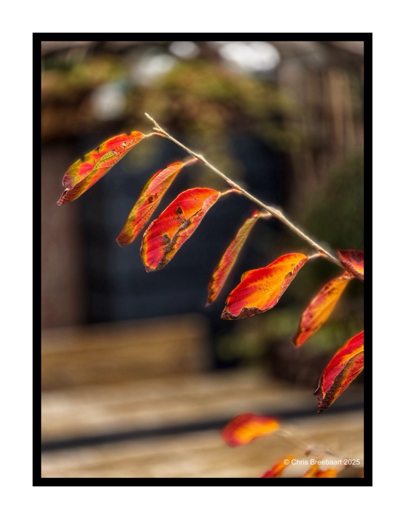 Close-up of autumn leaves with vibrant red and orange colors, against a blurred background.