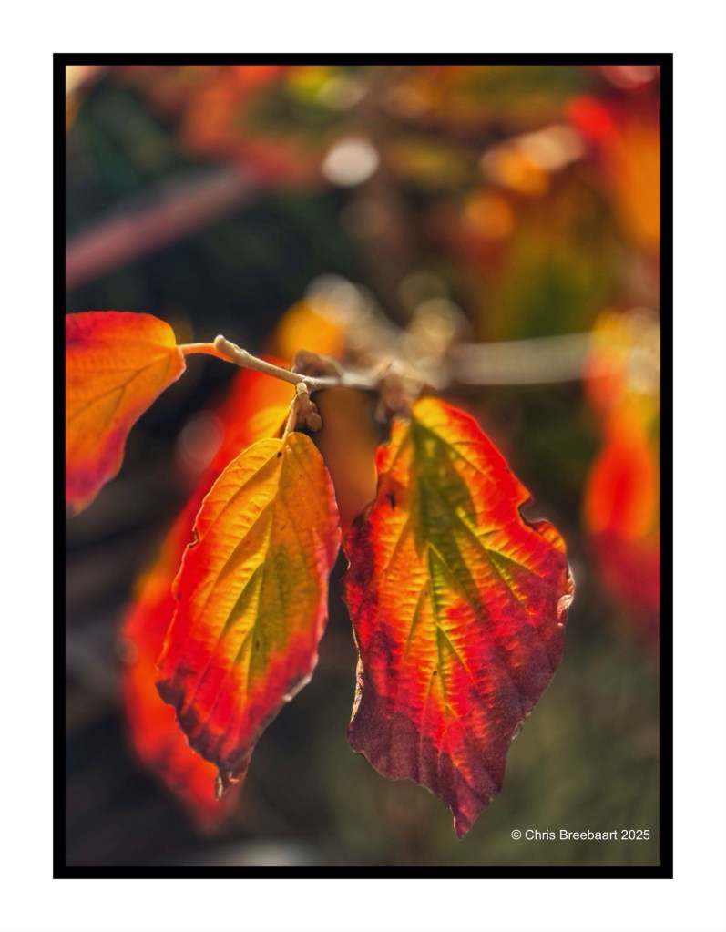 Close-up of autumn leaves displaying vibrant red and orange hues, highlighting the ephemeral beauty of the season.