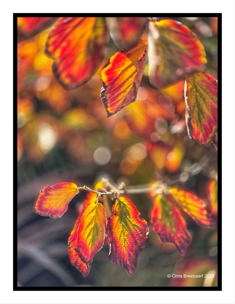Close-up of vibrant autumn leaves in shades of red, orange, and yellow with a blurred background, capturing the beauty of the season.