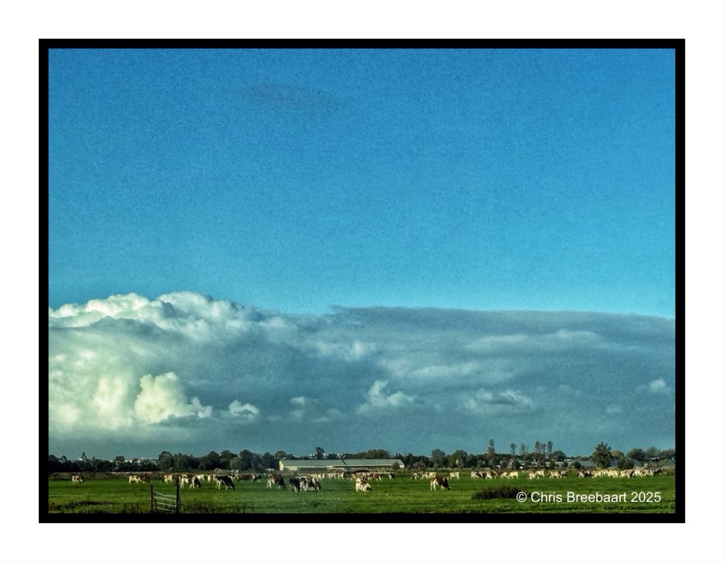A lush green field in the Netherlands with a herd of cows grazing under a blue sky with fluffy clouds.