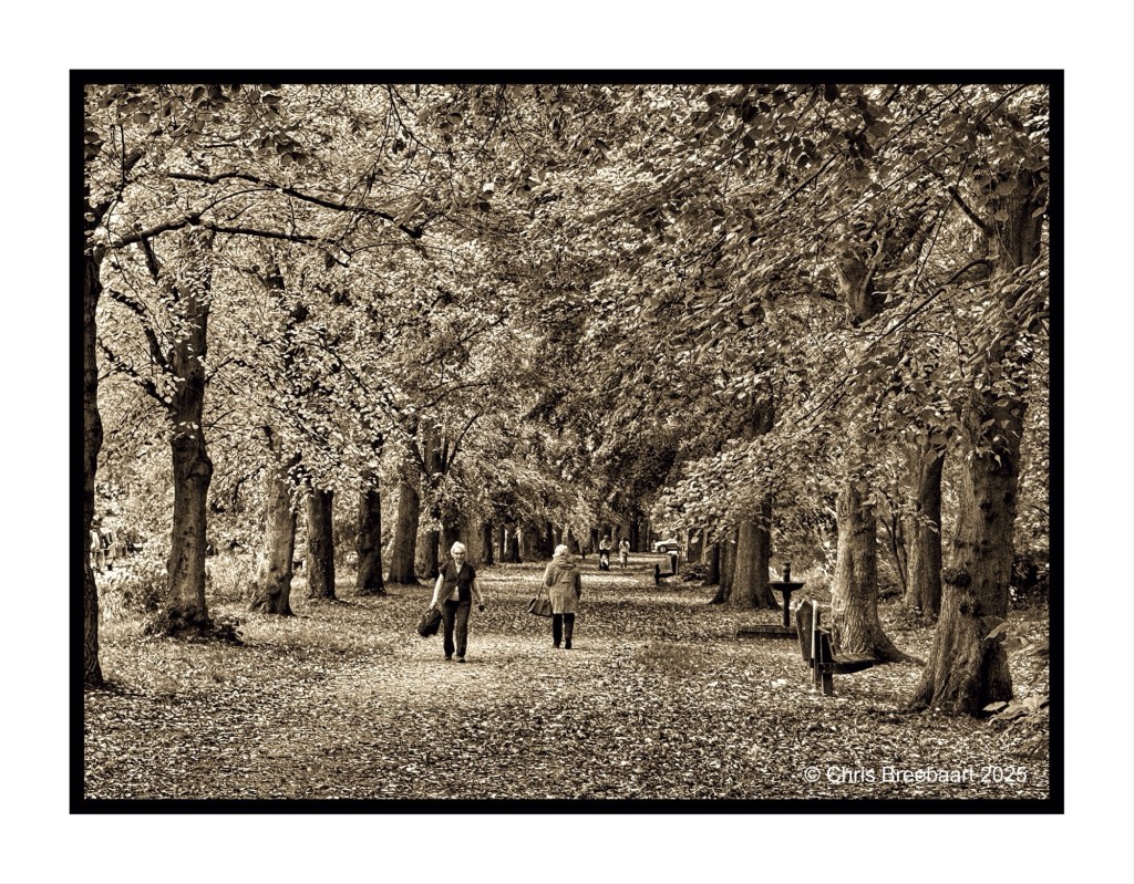 A tranquil tree-lined path in sepia tones, featuring people walking on a leaf-covered ground surrounded by lush foliage.
