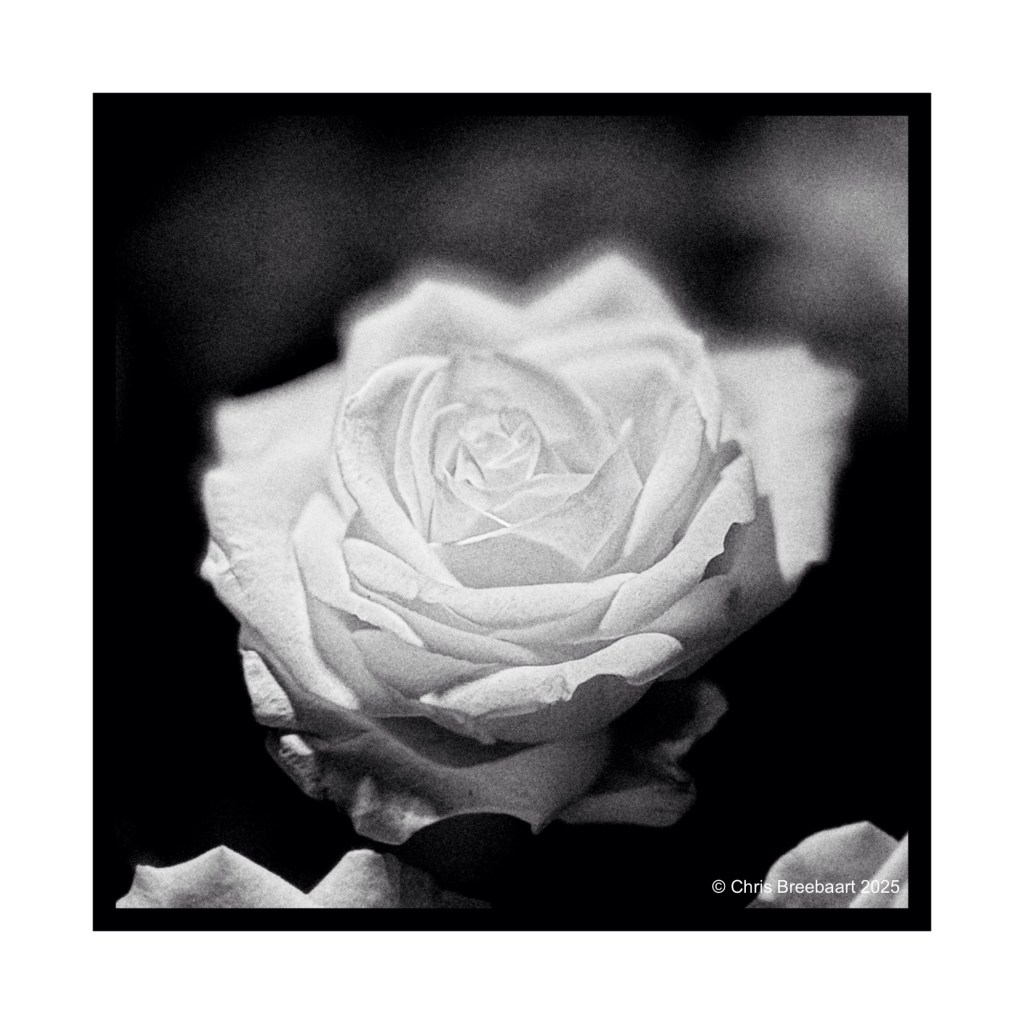 A close-up image of a white rose with soft petals, set against a blurred dark background.