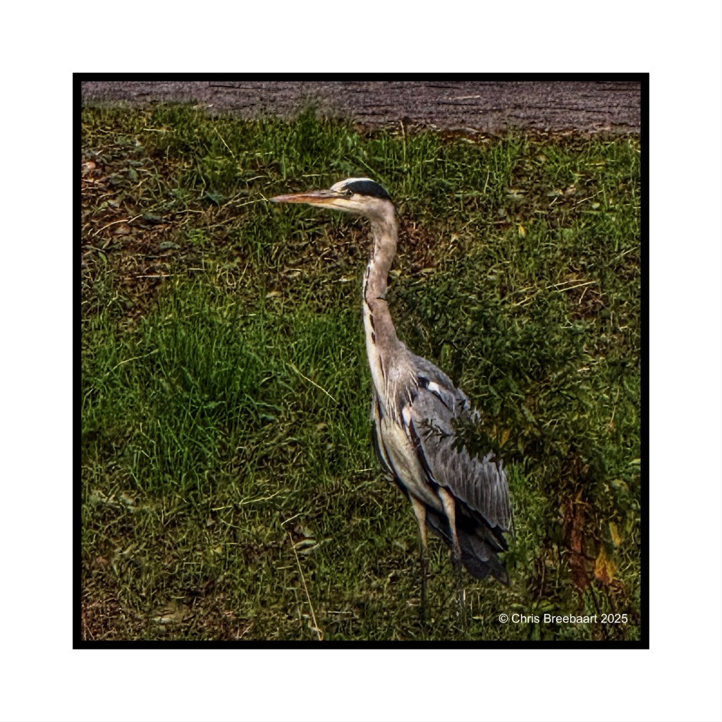 A heron standing in green grass near a canal, showcasing its long neck and elegant posture.