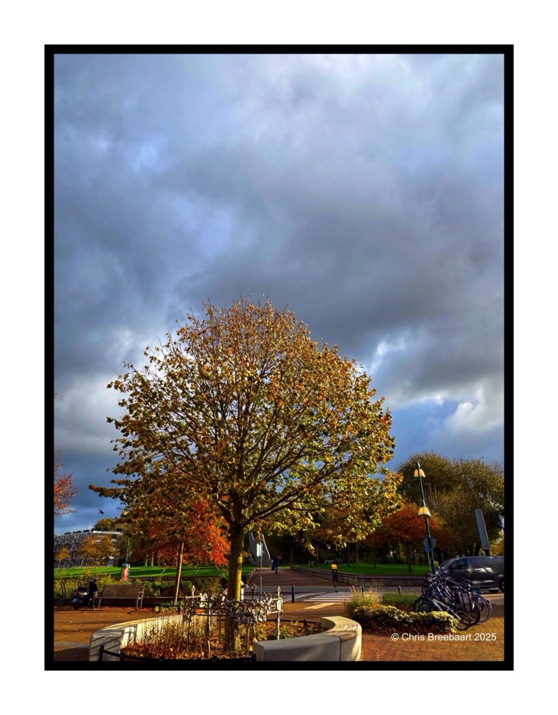 A scenic view of a tree with autumn leaves, surrounded by cloudy skies and a park setting, featuring benches and bicycles in the background.