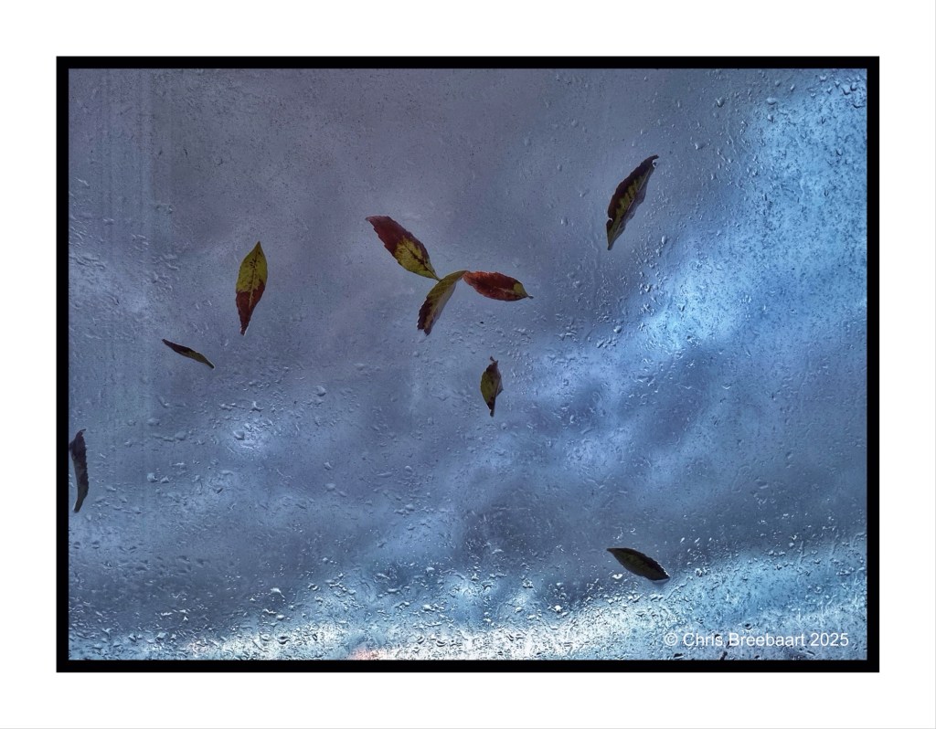 Fallen autumn leaves scattered on a wet window with a cloudy sky in the background.