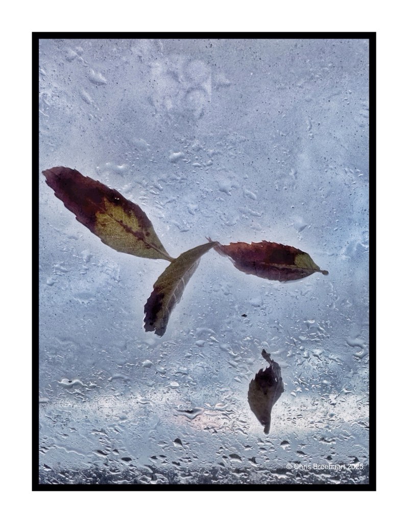 Close-up of colorful leaves floating on a wet window pane with a cloudy sky in the background.
