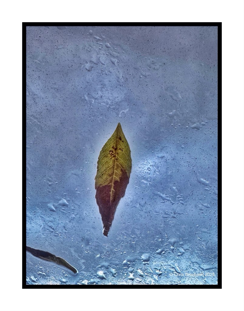 A close-up view of a single leaf resting on a rain-soaked window, with a blurred blue sky in the background.