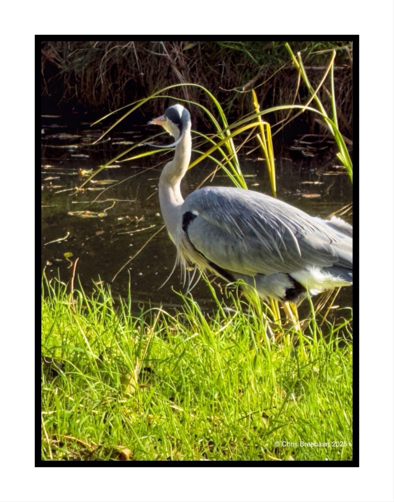 A heron standing by a canal, surrounded by tall grass and reeds.
