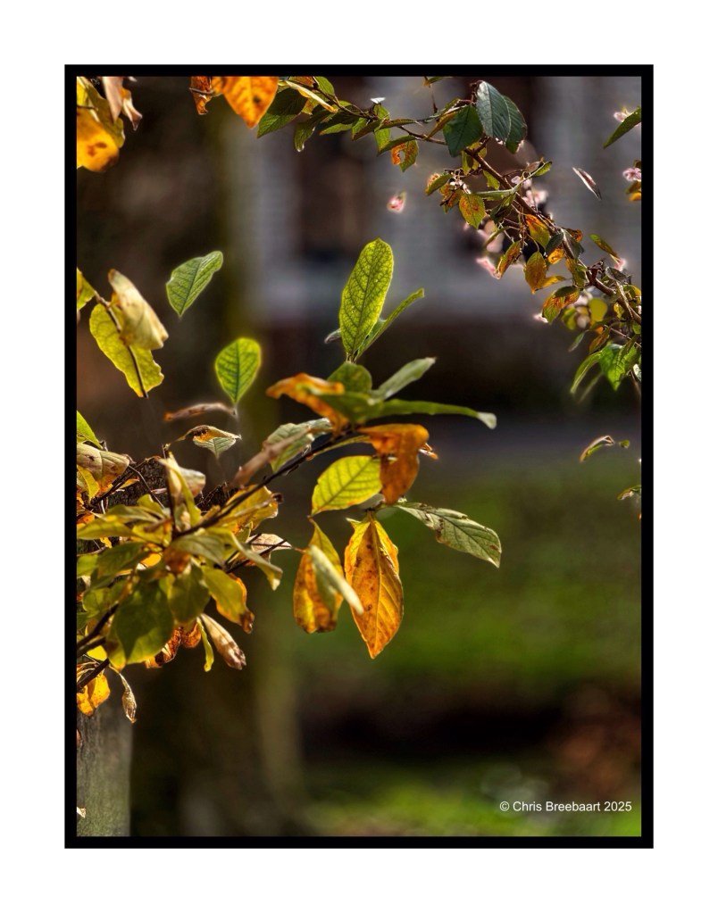 Close-up of colorful autumn leaves on a branch against a blurred background.