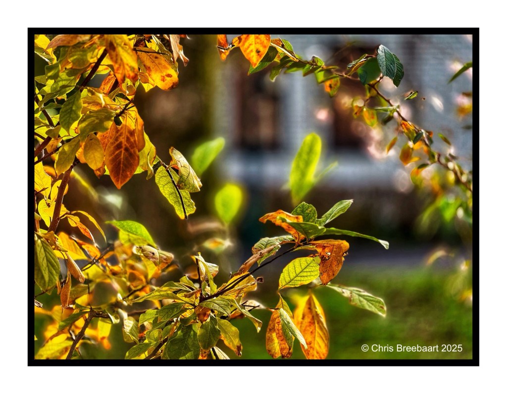 Close-up of vibrant autumn leaves with a mix of green and orange hues against a blurred background.