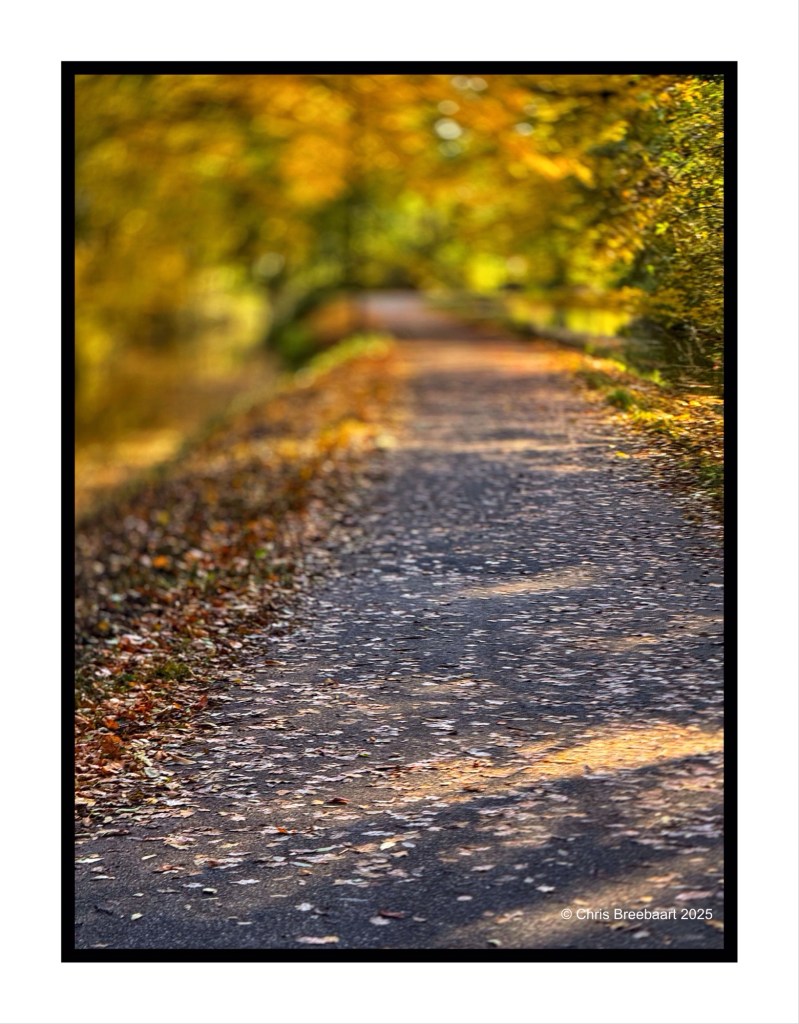 A scenic pathway surrounded by trees with autumn foliage, covered in fallen leaves, creating a tranquil outdoor scene.
