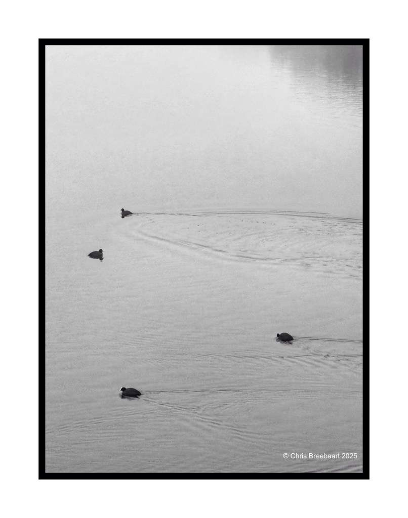 Four moorhens swimming in a calm canal, captured in black and white.