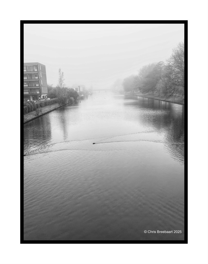 A foggy view of a canal with reflections in the water, surrounded by muted trees and a building in the background. A small ripple marks the surface where a moorhen swims.