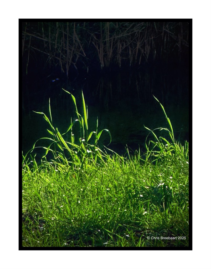 Close-up of vibrant green grass with sunlight reflecting off the blades, set against a dark background.