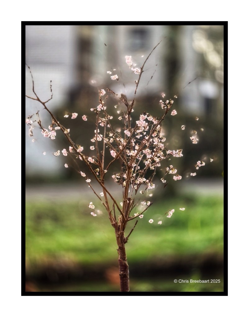 A small tree with delicate pink blossoms in winter, set against a blurred green background.