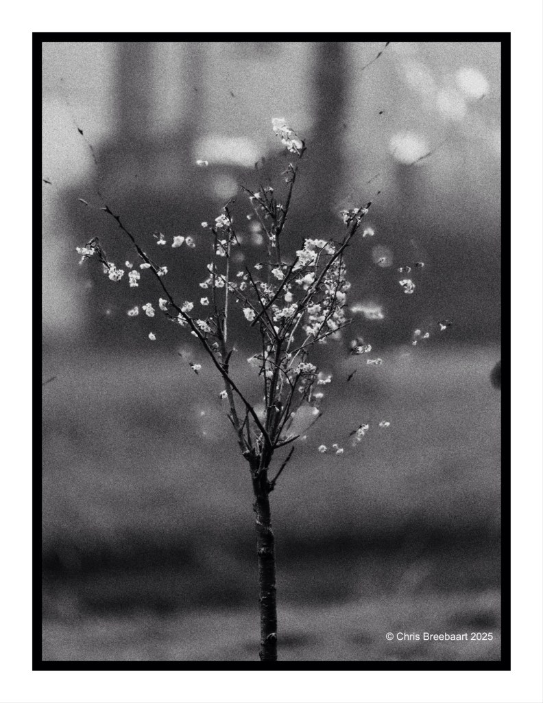 A monochrome image of a small tree with delicate blossoms, creating a contrast against a blurred background.