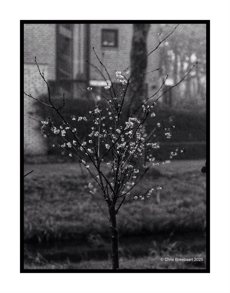 A bare tree with delicate white blossoms against a blurred, wintery background.