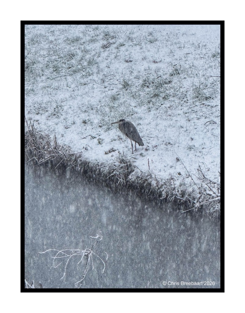 A heron standing on the snowy bank of a river during a snowfall.