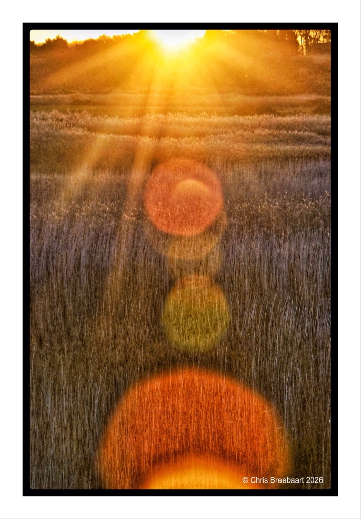 A vibrant sunset shining over a grassy field, with sunlight rays and lens flares creating colorful orbs.