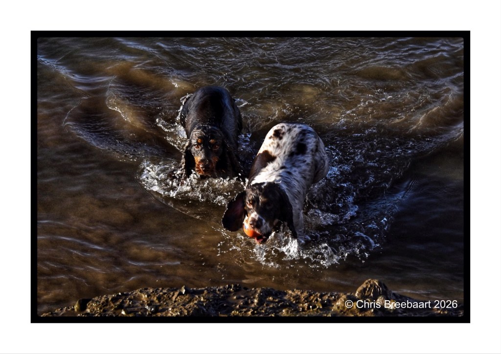 Two dogs splashing in shallow water, one black and brown, the other white with black spots, both enjoying playtime in a natural setting.