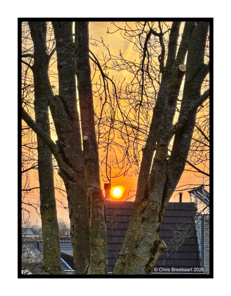 Sunset viewed through the branches of two trees, with a warm orange and yellow sky in the background.