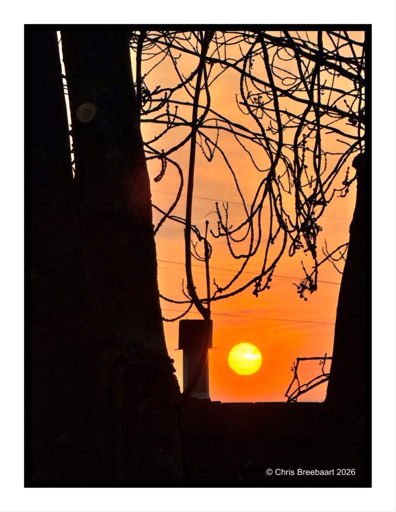 A sunset view framed by tree branches, casting a warm orange glow in the sky with a silhouetted chimney in the foreground.