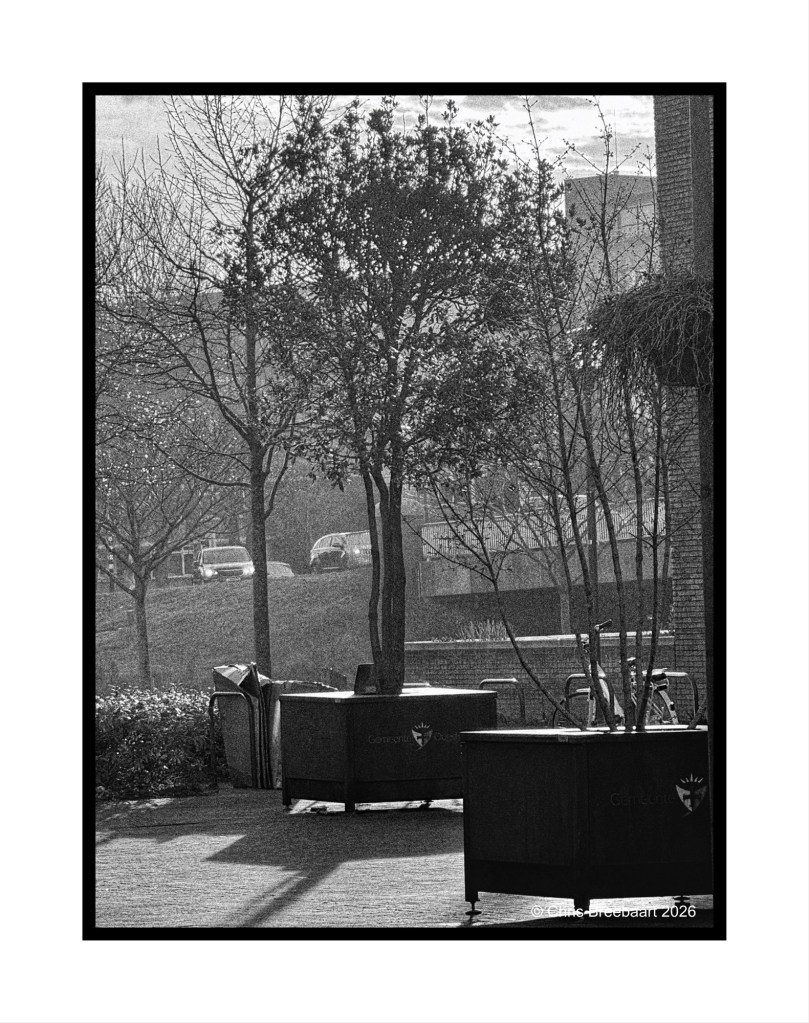 A black and white photograph depicting a park scene with a tree, trash bins, and distant cars under a cloudy sky.