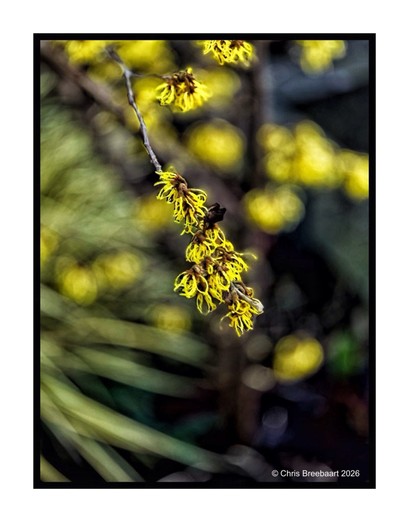 Close-up of yellow witch hazel flowers on a blurred background.