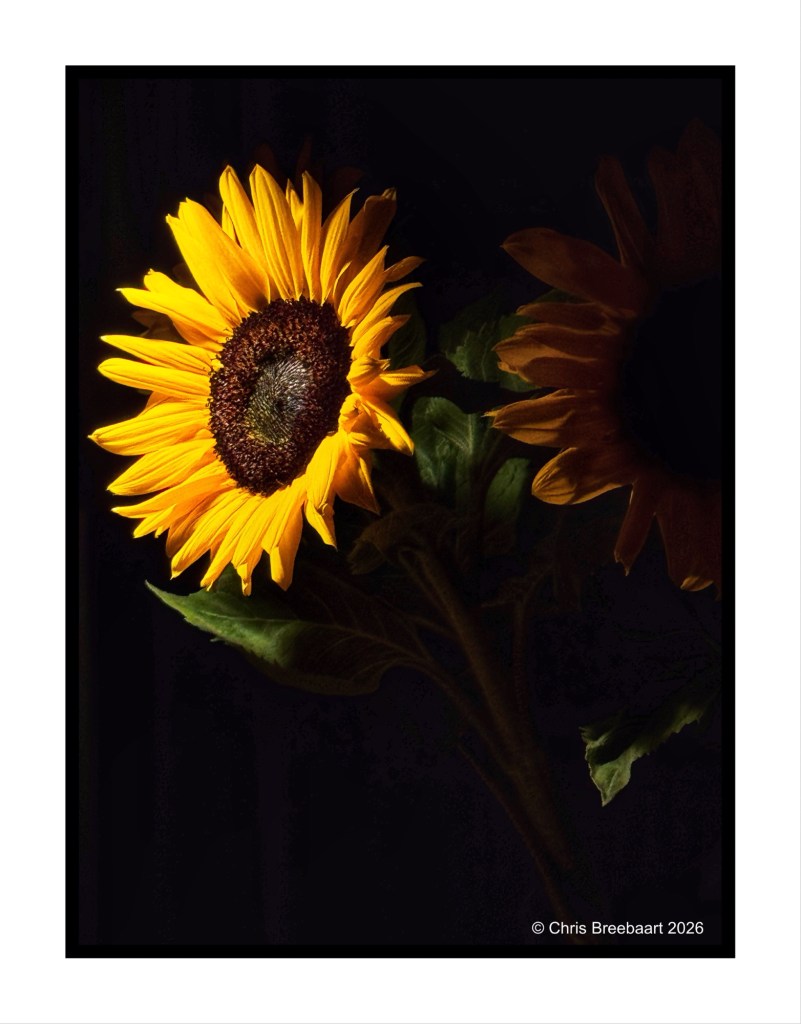 A close-up image of a vibrant sunflower illuminated from the side, showcasing its bright yellow petals and dark center, set against a dark background.
