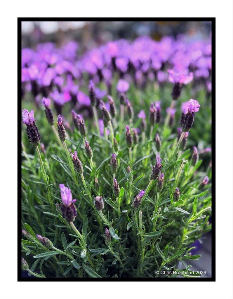 A close-up view of blooming lavender plants with vibrant purple flowers and green foliage.